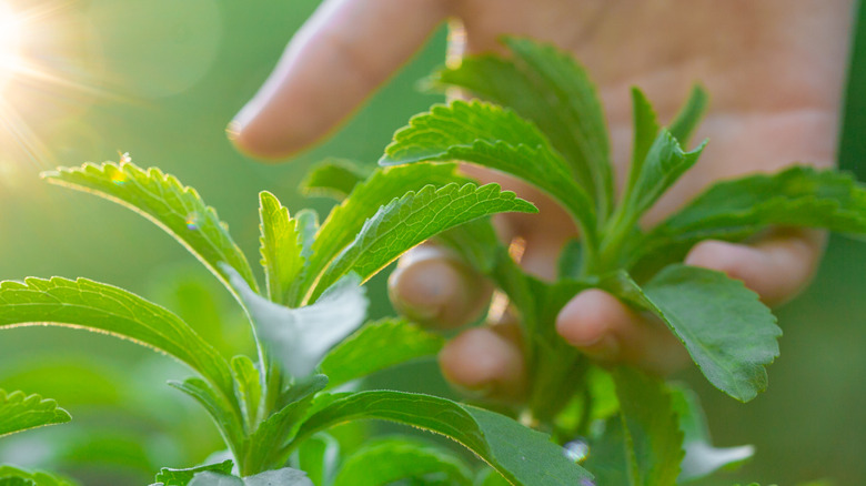 Een hand vasthoudende stevia -bladeren van een stevia -fabriek
