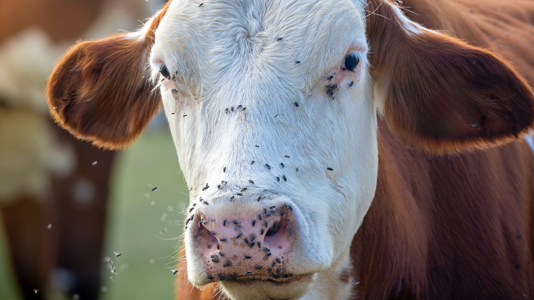 vliegt op het gezicht van een koe