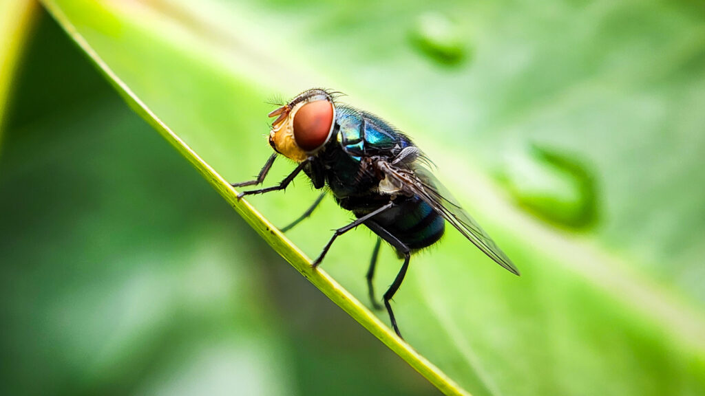 Alles wat we weten over de menselijke schroefwormkast en wat het voor u betekent