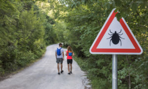 5 veelvoorkomende mythen over tekenbeten die u in gevaar brengen